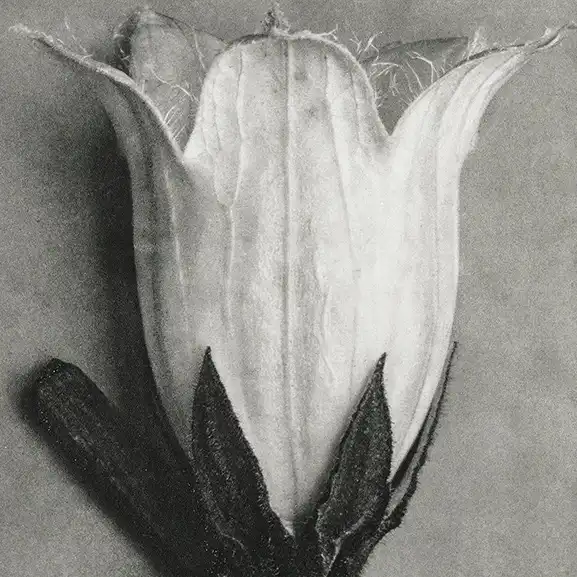 Hình ảnh cho dịch vụ